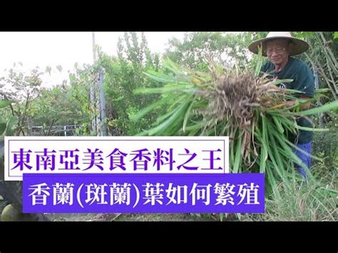 班蘭葉種植方法